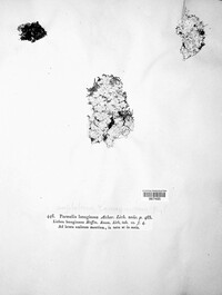 Lepraria membranacea image